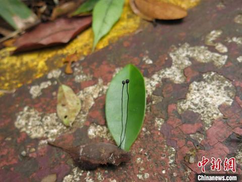 最新菌株标本研究，探索未知领域的突破与前景