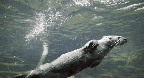 最新水猴，神秘生物的新发现与探索